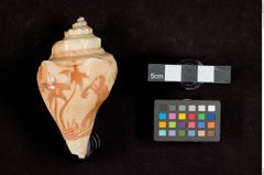Foto (Seitenansicht) von Pyrulaschnecke (NHMW-ZOO-MO-0081100-ETH-109)